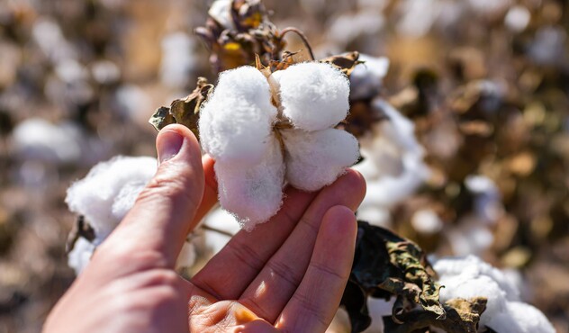 Hand Holding Cotton