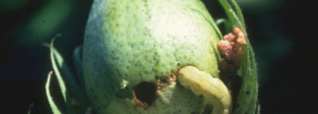 helicoverpa