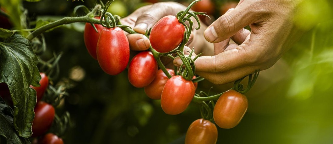 tomatoes