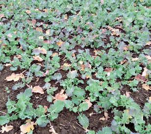 OILSEED4