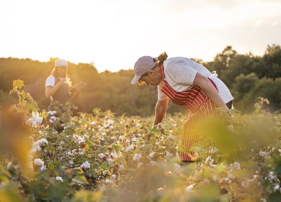 farmers in cotton field