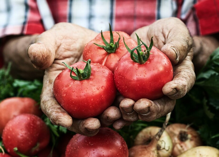 tomates