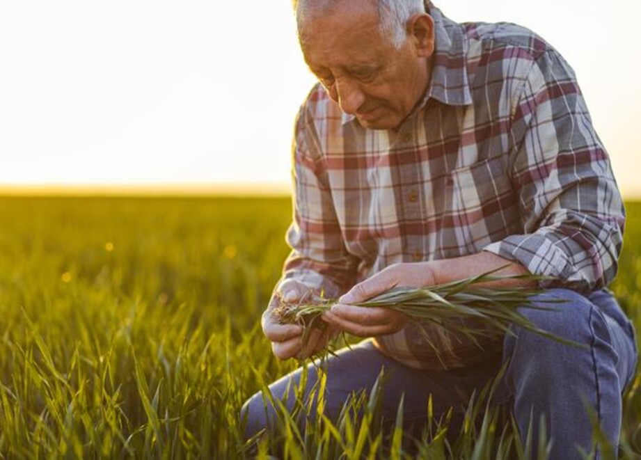 farmer with wheat