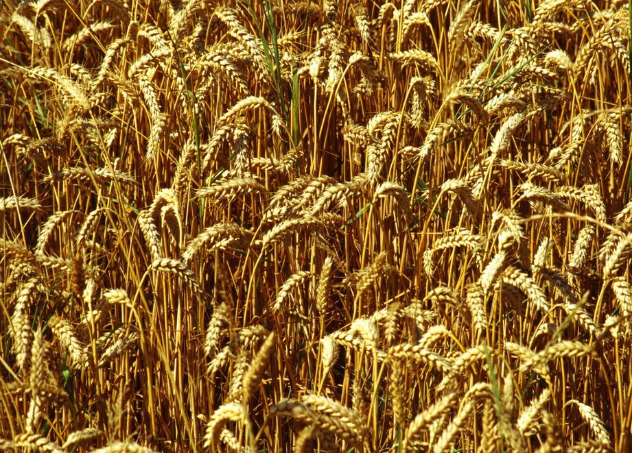 WHEAT