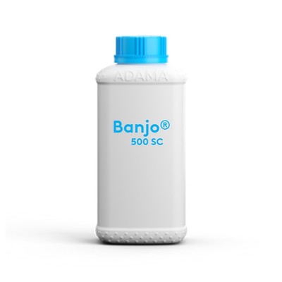banjo