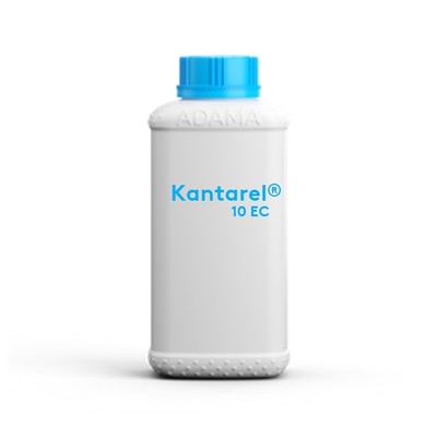 kantarelec