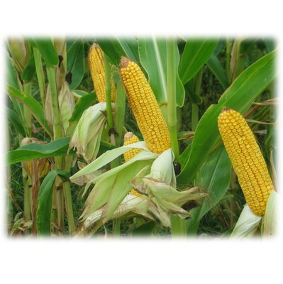 corn1