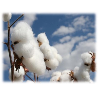 cotton