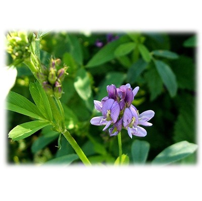 m.sativa