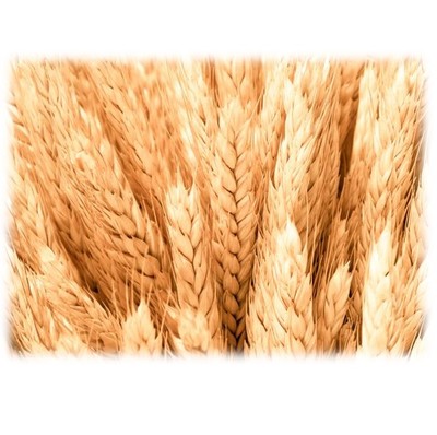 wheat1