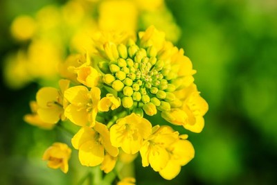 rape seed