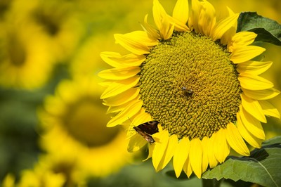 sun