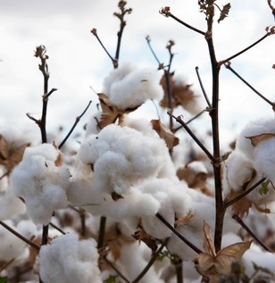 cotton