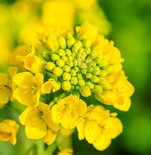 rape seed