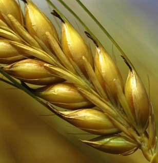 wheat