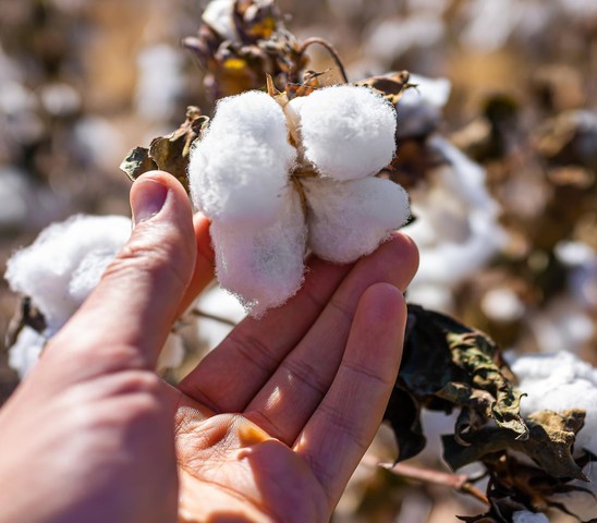 Hand Holding Cotton