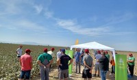 larisa_cotton_field_day