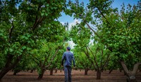farmer in pear orchard