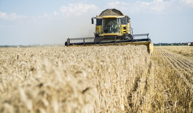 WHEAT