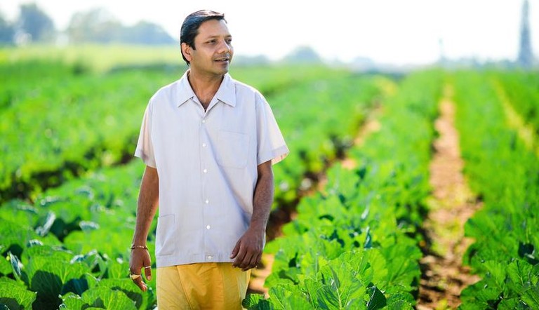 Farmer in cabbage field