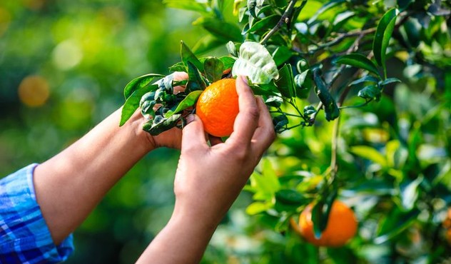 Orange Orange