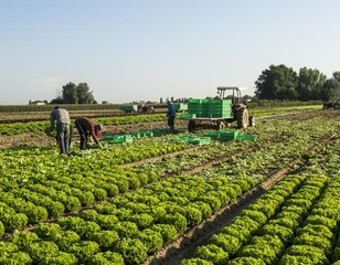 Farmers harvesting cabbage