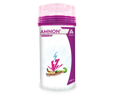 Amnon