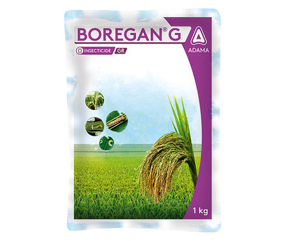 Boregan G