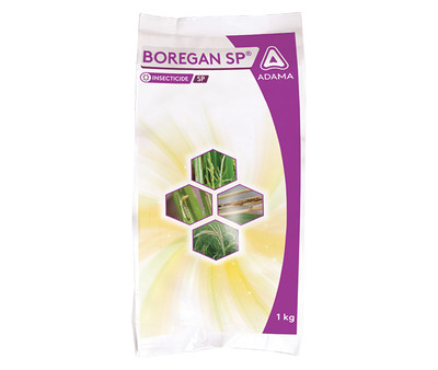 Boregan SP