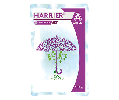 Harrier