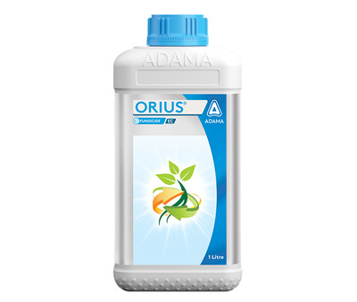 Orius