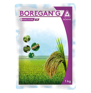 Boregan G