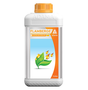 Flamberge Packshot 