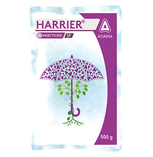 Harrier