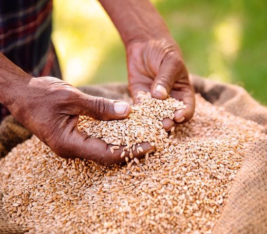Farmer holding grains 
