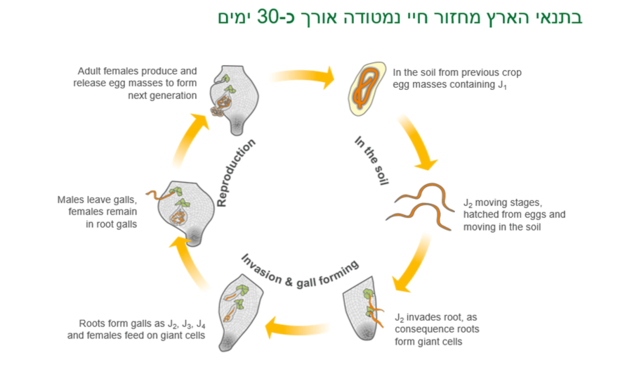 תנאי הארץ