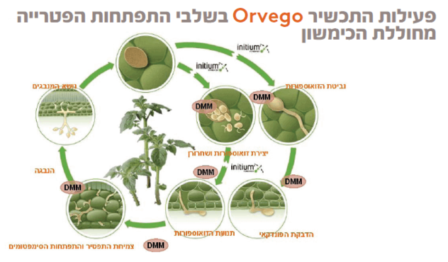 microsite_overgo_kimashon