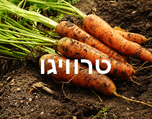 טרוויגו