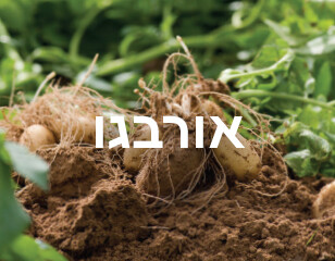 אורבגו
