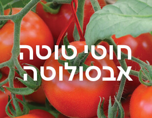 חוטי טוטה אבסולוטה