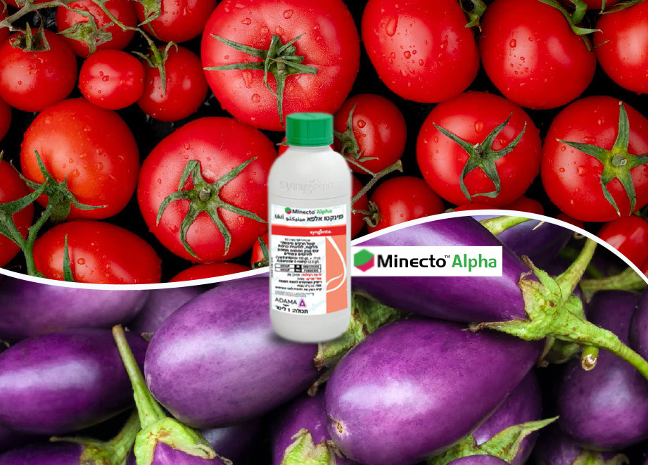 minacto-alpha-eggplant-tomato