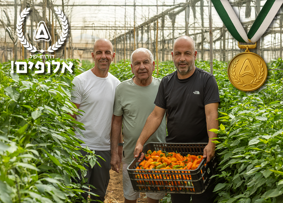 משפחת מלכה