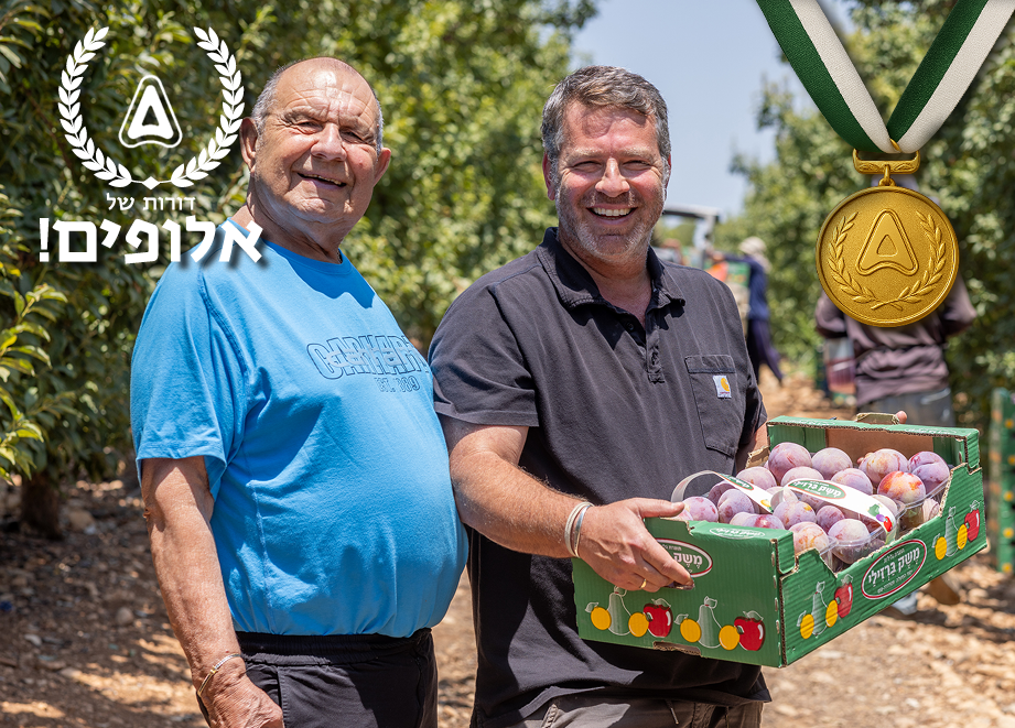 משפחת ברזילי