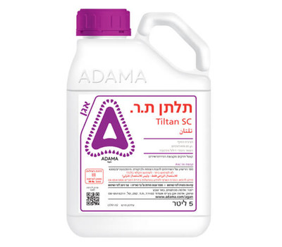 תלתן