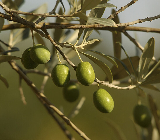 Olives