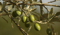 Olives