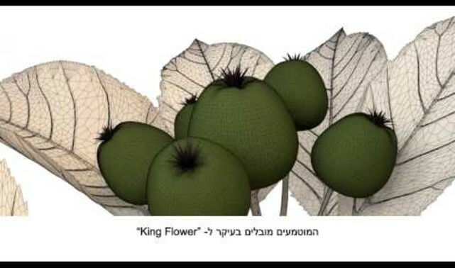 ברוויס- פשוט לדלל