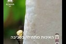 גירית - תכשיר פתיון גרגרי לנמלים