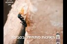 גירית - תכשיר פתיון לנמלים