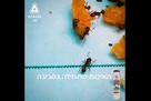 גירית - פתיון גרגרי לנמלים